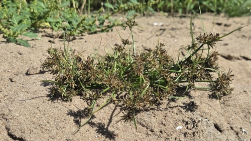 Brown Flatsedge
