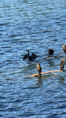 Double-crested Cormorant