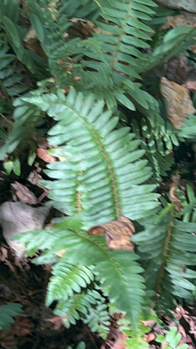Christmas fern