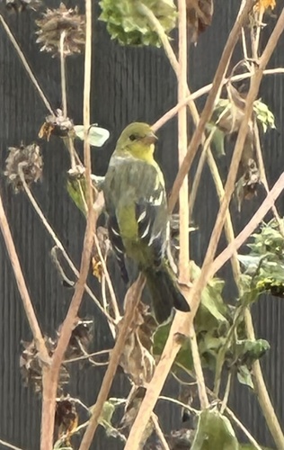 Western Tanager