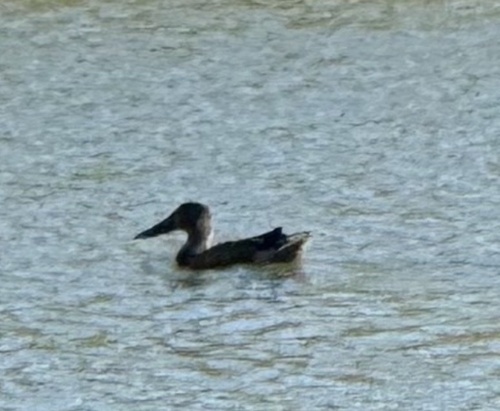 Northern Shoveler