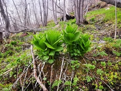 Veratrum oxysepalum
