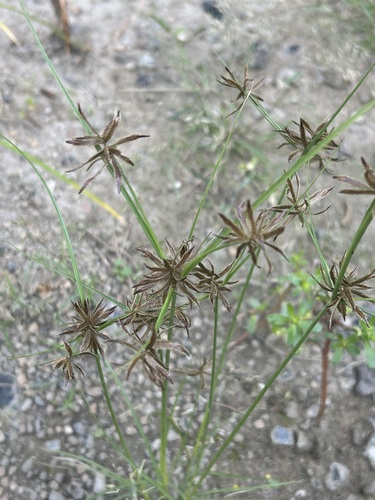 Cyperus flavidus observed 2026-09-05