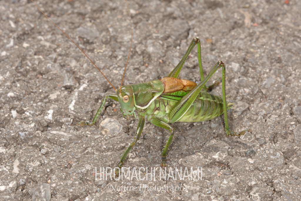 Gampsocleis gratiosa