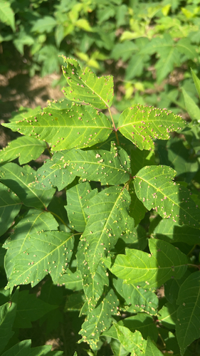 Poison Ivy Leaf Mite