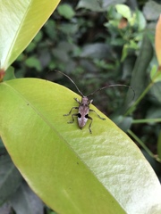 Monochamus bimaculatus