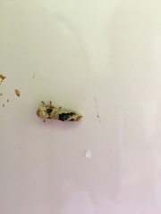 Phalera flavescens
