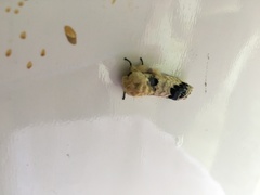 Phalera flavescens