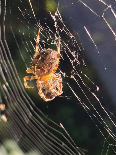 Cross Orbweaver