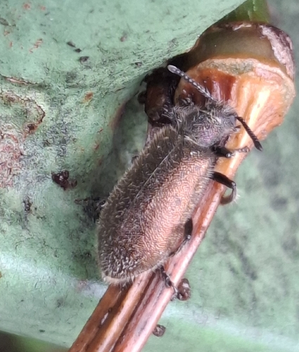 Hairy Darkling Beetle