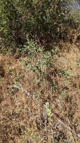 coffeeberry