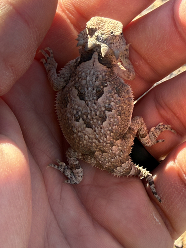 Desert Horned Lizard
