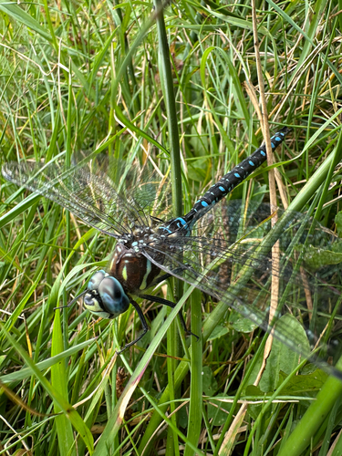 Paddle-tailed Darner