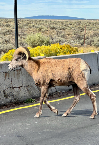 Bighorn Sheep