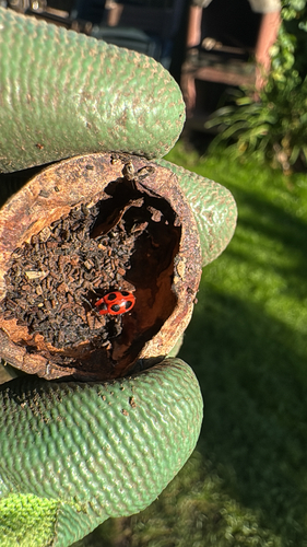 False Ladybird