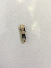 Phalera flavescens