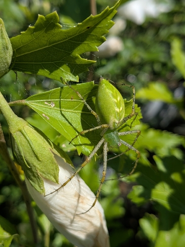 Green Lynx Spider