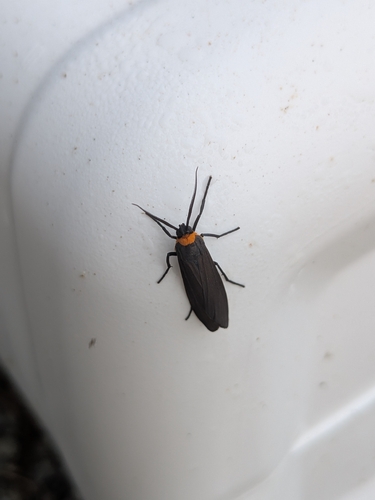 Yellow-collared Scape Moth