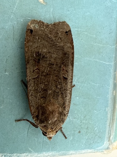 Large Yellow Underwing