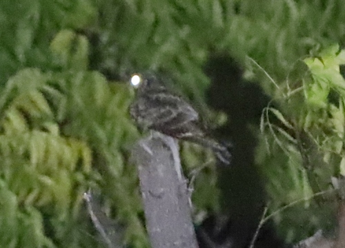 iNaturalist image