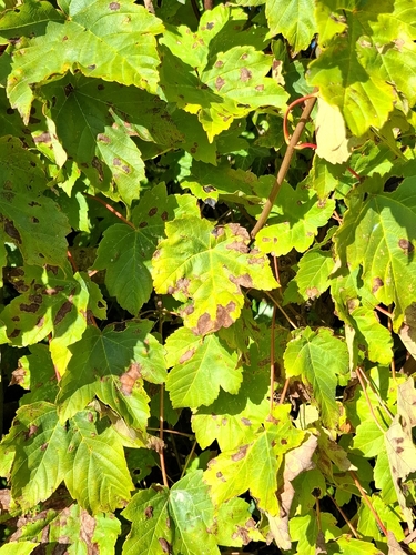Black Tar Spot