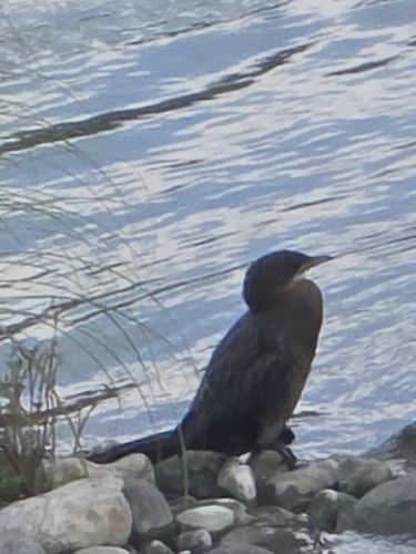 Pygmy Cormorant