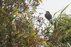 Pterophanes cyanopterus