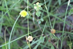 Chronosemium