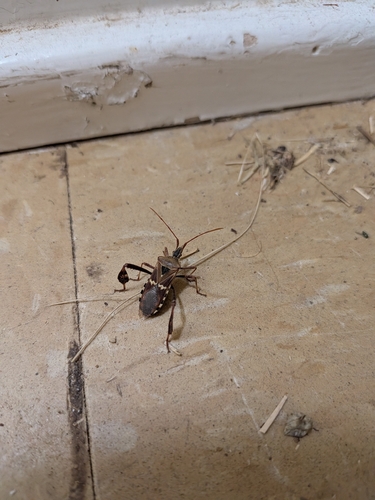 Western Leaf-footed Bug