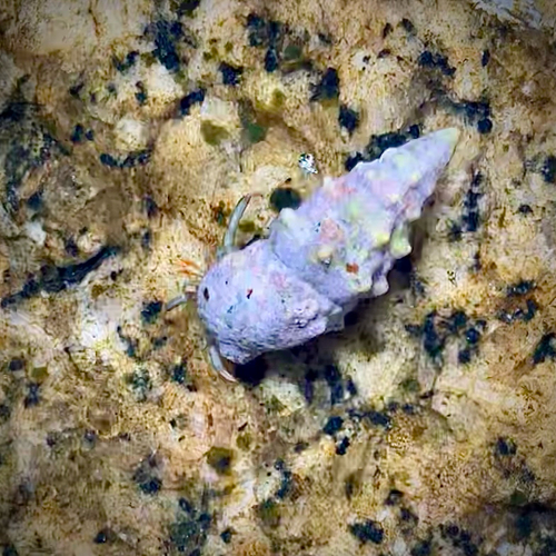Saint Piran's Hermit Crab