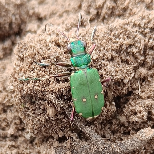 Green Tiger Beetle
