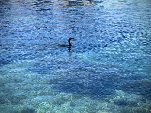 European Shag