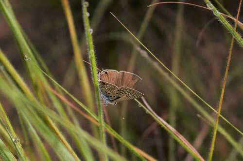 Leaden Hairtail