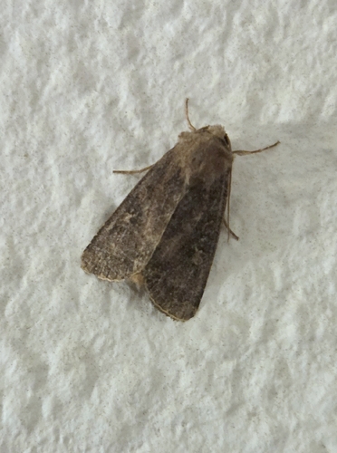 Square-spot Rustic