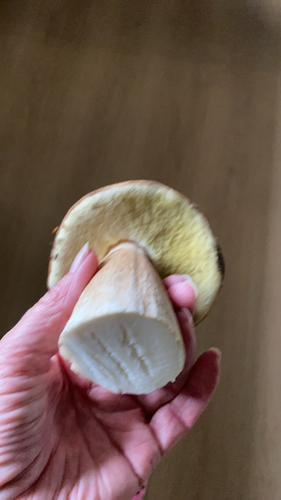 King Bolete