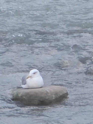 Yellow-legged Gull