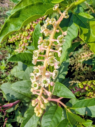 American pokeweed