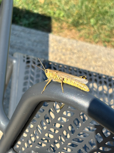 Differential Grasshopper