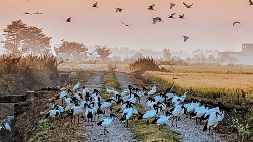 African Sacred Ibis
