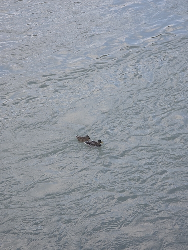 Mallard