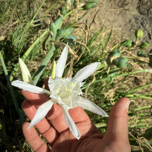 Sea Daffodil
