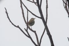Phylloscopus coronatus