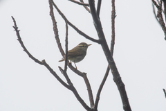 Phylloscopus coronatus