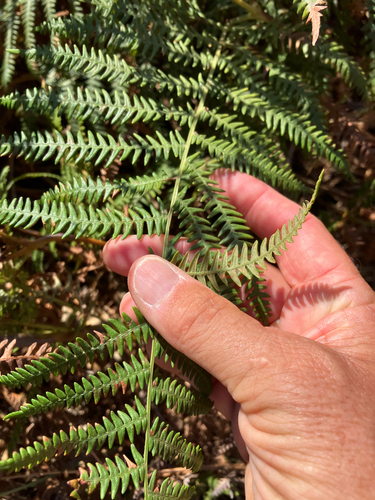common bracken