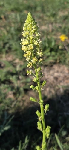 Wild Mignonette