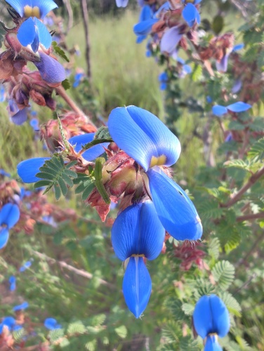 Kotschya speciosa