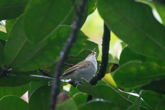 Phylloscopus coronatus