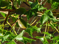 Vasconcellea chilensis