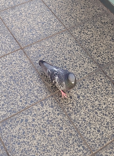 Feral Pigeon