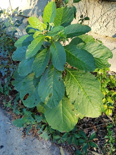 Indian Pokeweed